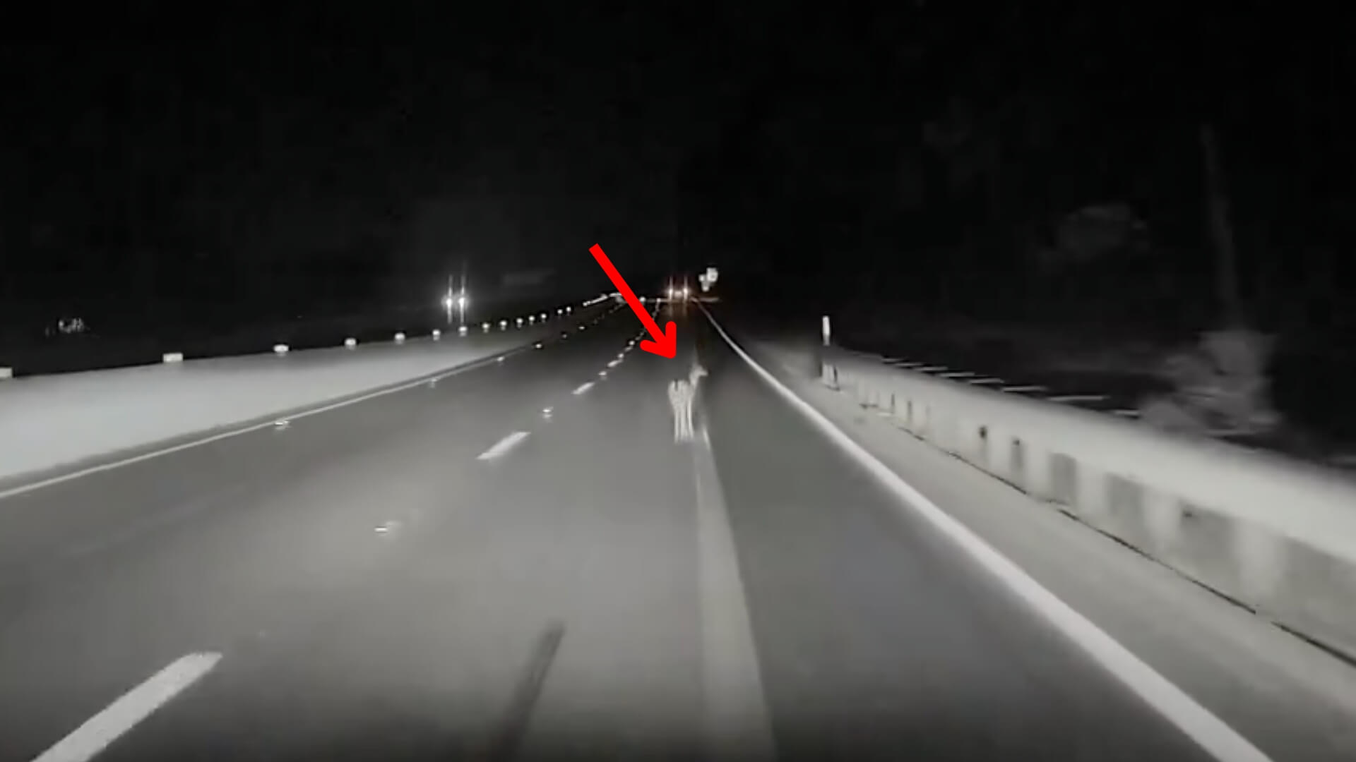 Tesla on Full Self-Driving Hits Deer
