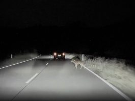 Tesla Autopilot Swerves to Avoid Danger While Matrix Headlights Respond in Time Tesla Autopilot Swerves to Avoid Danger