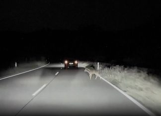 Tesla Autopilot Swerves to Avoid Danger While Matrix Headlights Respond in Time Tesla Autopilot Swerves to Avoid Danger