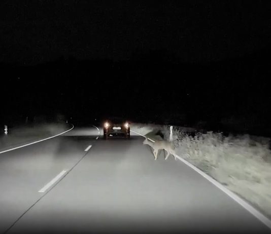 Tesla Autopilot Swerves to Avoid Danger While Matrix Headlights Respond in Time Tesla Autopilot Swerves to Avoid Danger